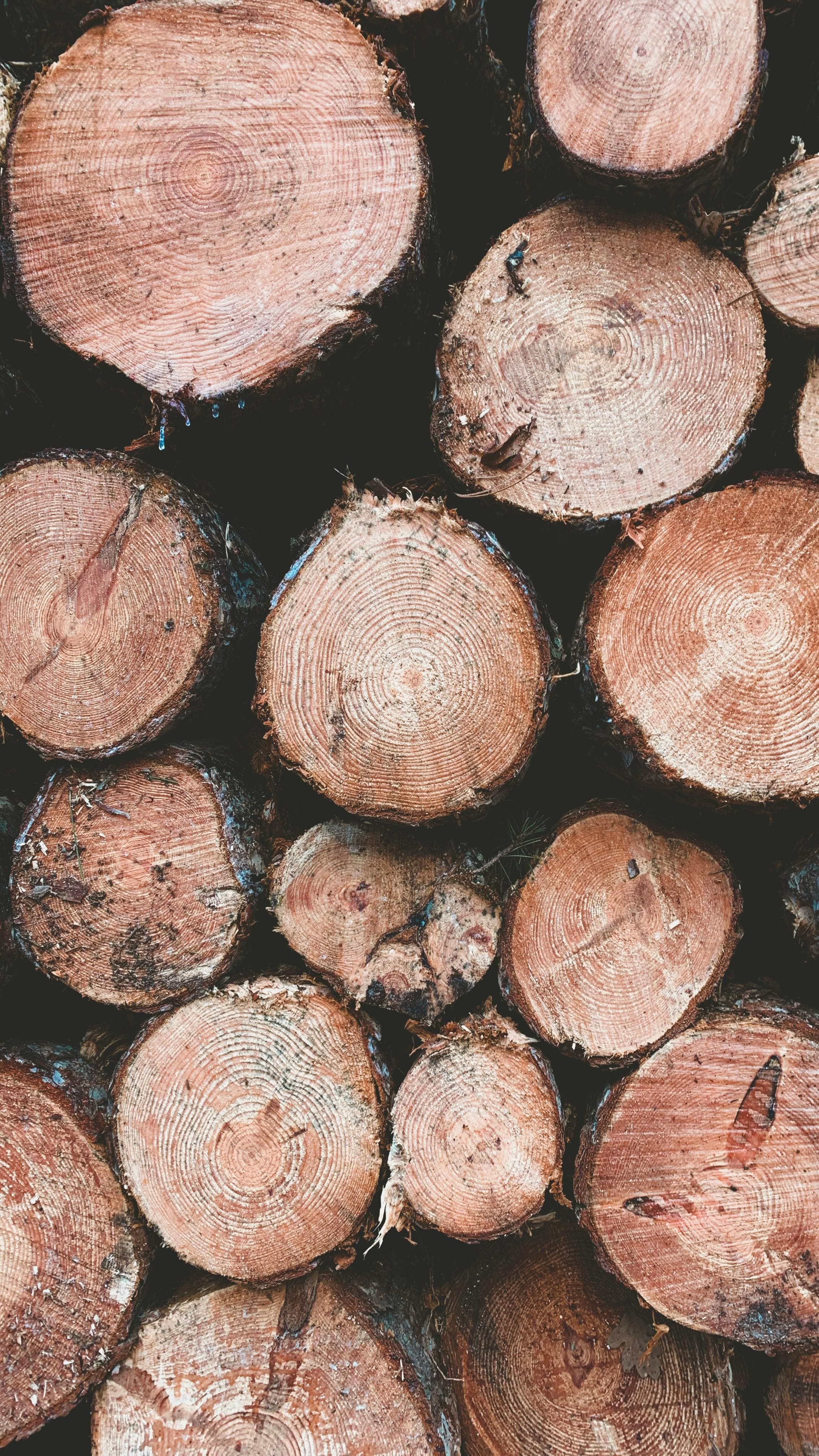 Rondins de bois en atelier