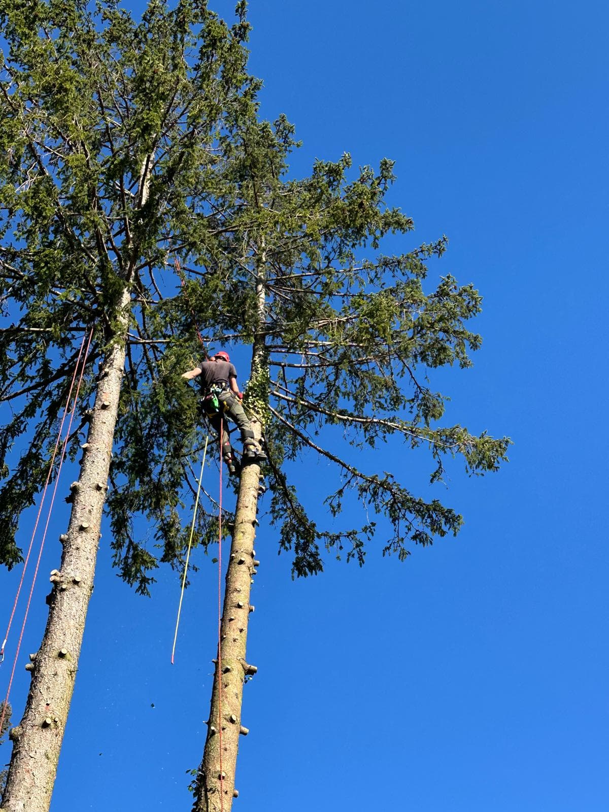 Démontage en hauteur, arboriste grimpeur