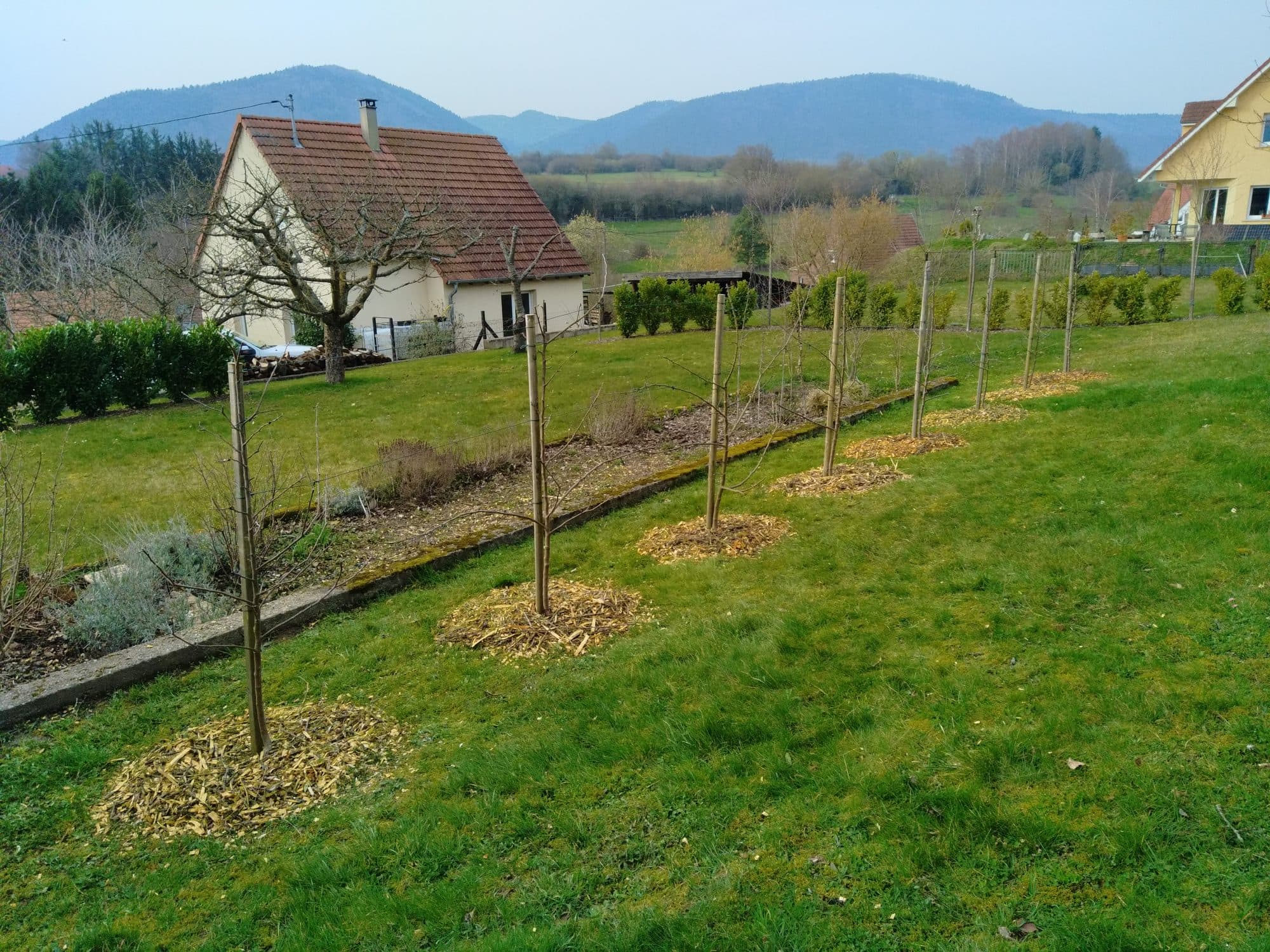 Plantation bocagère en Alsace
