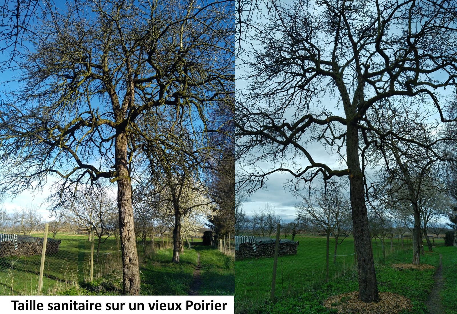 Poirier — taille sanitaire