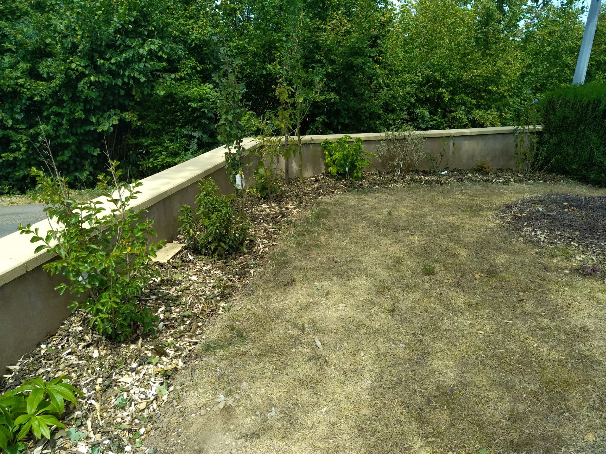 Plantation d'une haie vive