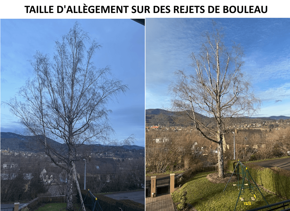 Bouleau — taille d'allègement