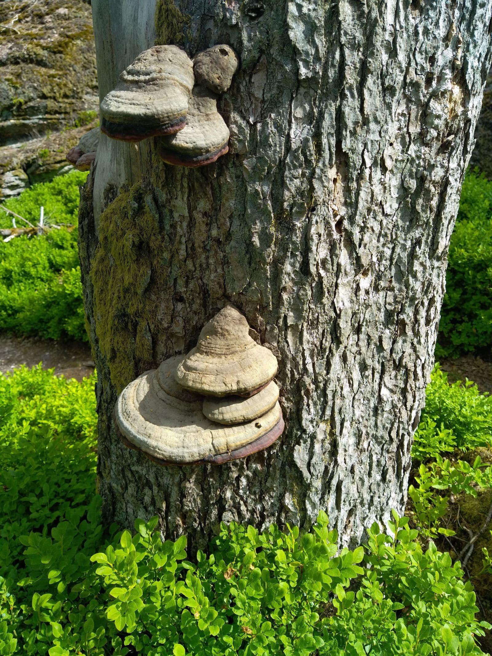 Polypores sur un tronc — signe de dégradation