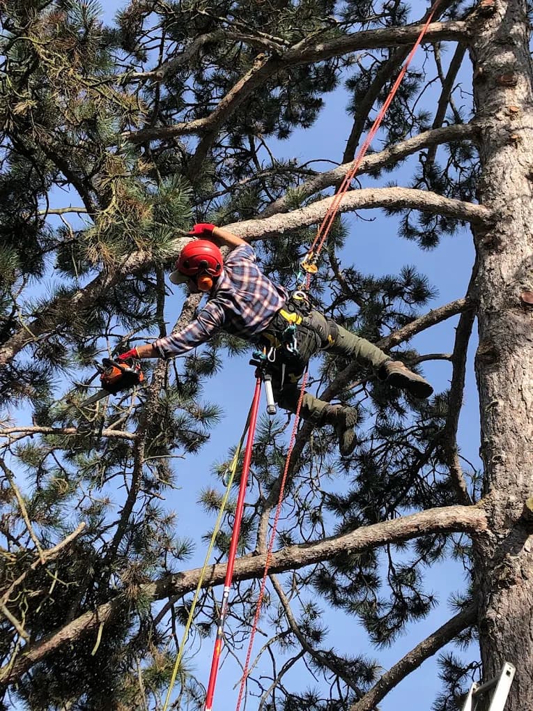 Taille sanitaire d'un arbre en ville, avant après